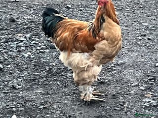 Chickens poultry Barahma Colombia cockerels - Advert 18