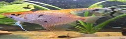 Angelfish fish for sale: Home Bred Blue Smokey / Pinoy Angelfish 2.5cm  - Advert 5