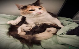 Ragdoll cats for sale: Beautiful Ragdoll Kittens  - Advert 6