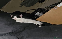 Mixed Breed cats for sale: Chocolate chip and Oreo in Enfield - Image 14