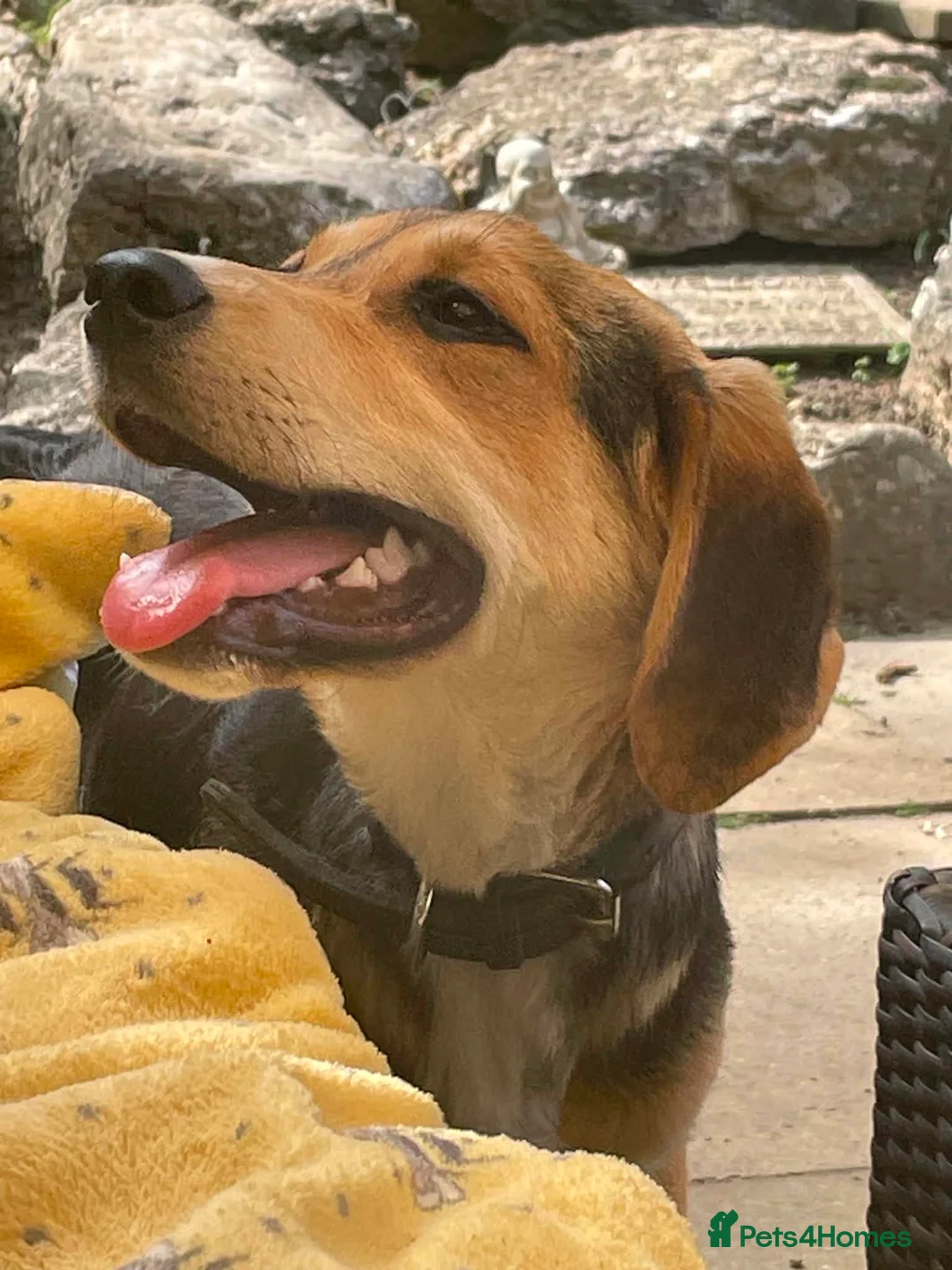 Mixed Breed dogs for adoption: Quinn is 6 months Macedonian rescue  - Advert 2
