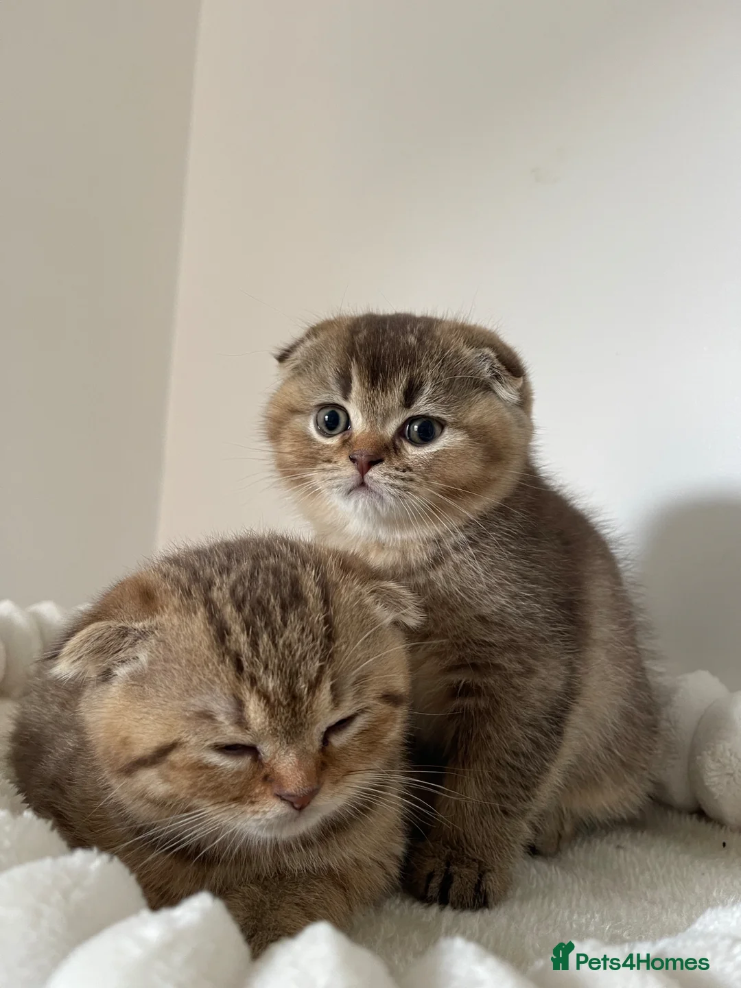 Scottish Fold cats for sale: 2 Scottish Fold Boys  - Advert 2