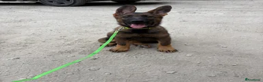 Boy lime collar 