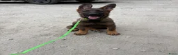 German Shepherd dogs for sale: Working Line GSD × Belgian Puppies – Ready Now - Advert 26