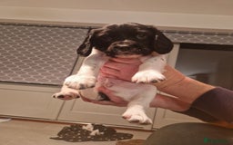 English Springer Spaniel dogs for sale: Stunning litter of English Springer Spaniels  - Advert 9