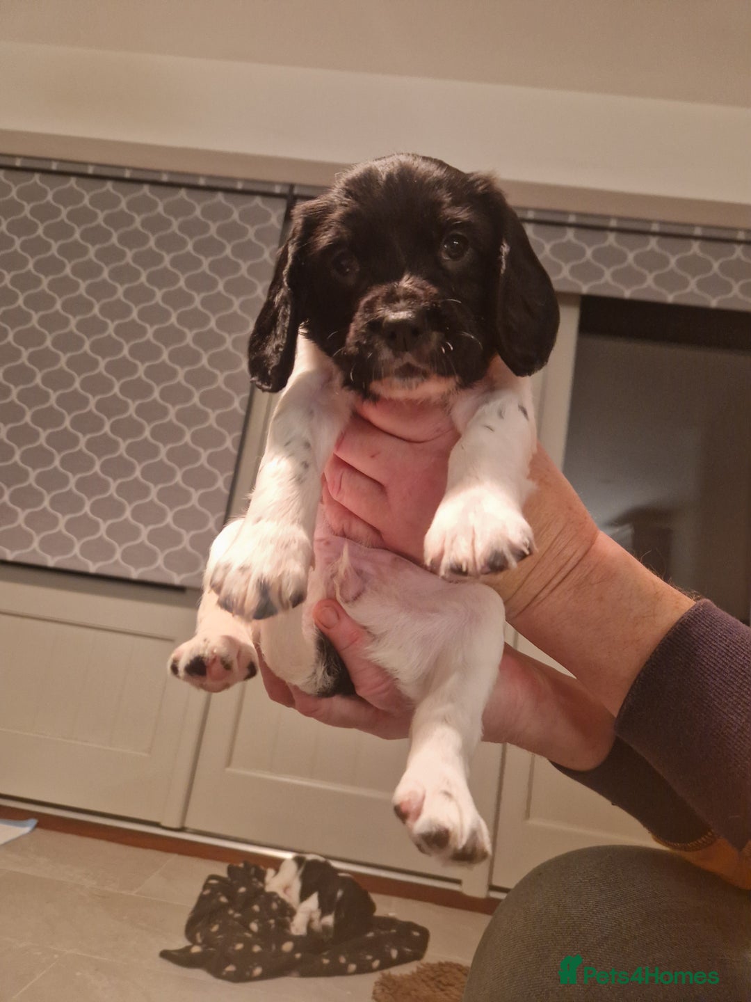 English Springer Spaniel dogs for sale: Stunning litter of English Springer Spaniels  - Advert 9
