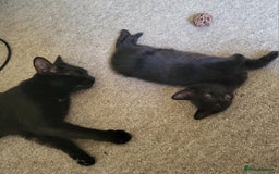 Domestic Shorthair cats for sale: 🐾 Kittens Looking for Loving Homes 🐾 - Image 4