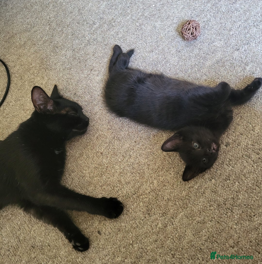 Domestic Shorthair cats for sale: 🐾 Kittens Looking for Loving Homes 🐾 - Image 4