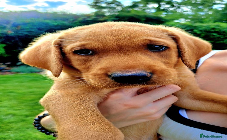 Labrador Retriever dogs - Advert 1