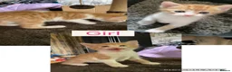 Mixed Breed cats for sale: Beautiful kittens in Blackwood - Advert 5