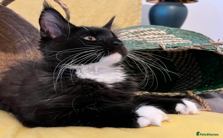 Maine Coon cats - Advert 3