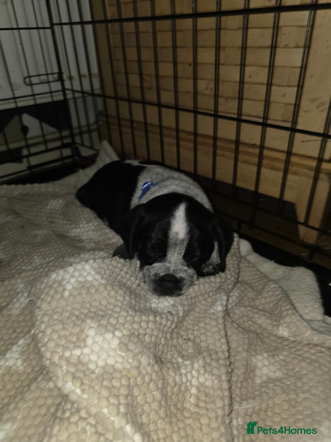 Mixed Breed dogs for sale:  French bulldog cross cockapoo  - Advert 6