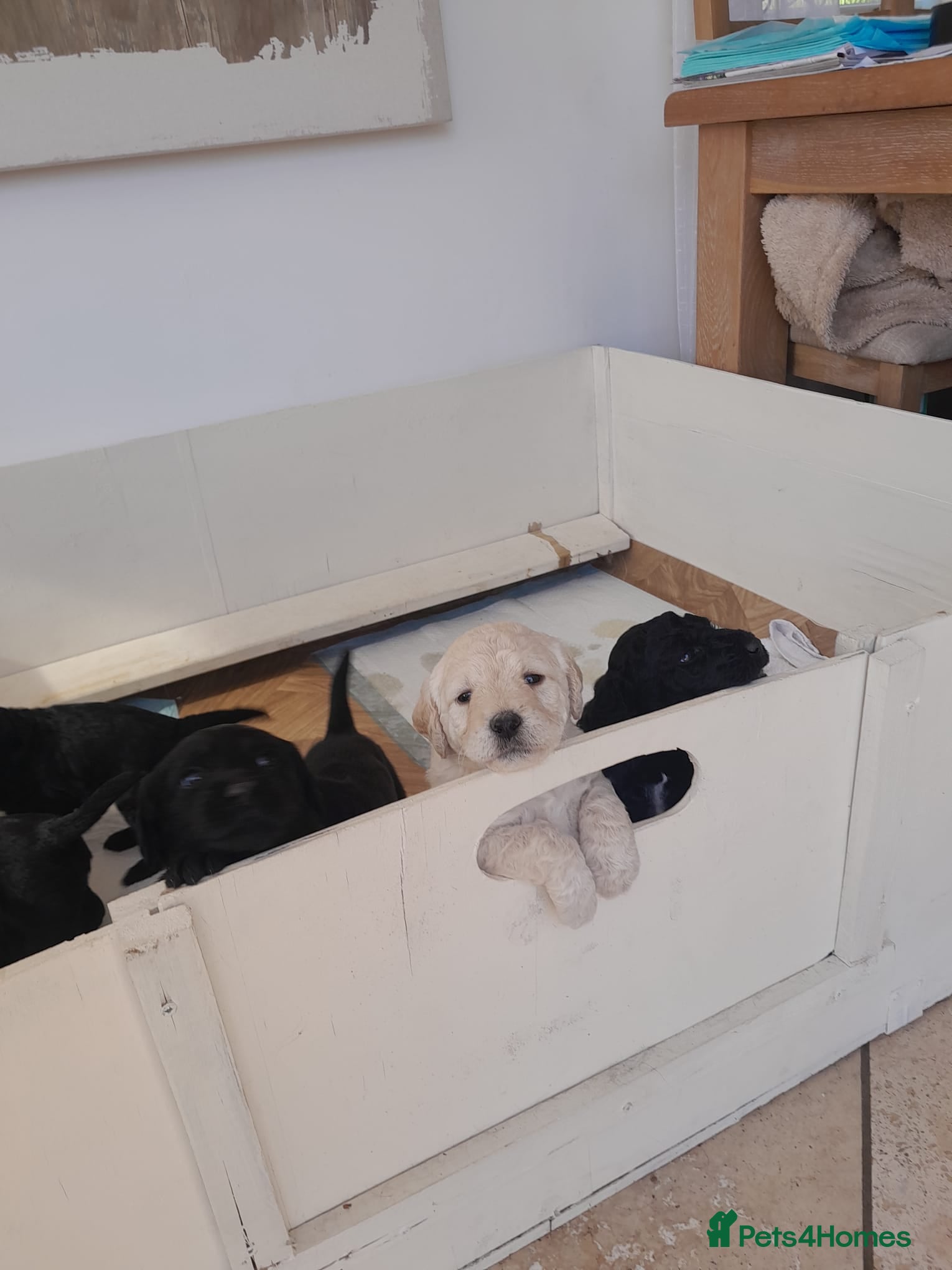 Goldendoodle dogs Goldendoodle puppies for sale - Advert 5