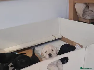 Goldendoodle dogs Goldendoodle puppies for sale - Advert 5