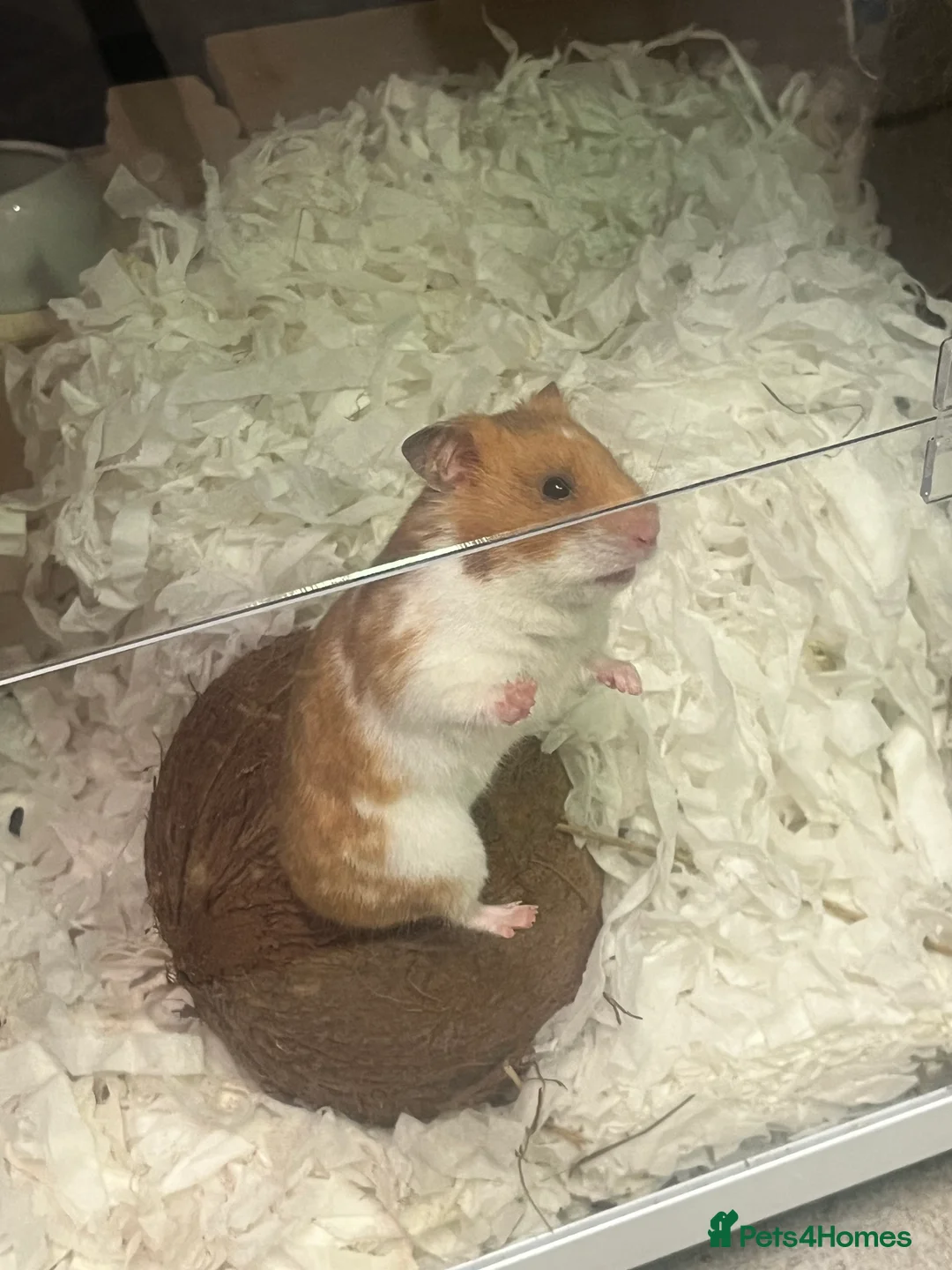 Hamster rodents for sale: Gorgeous Syrian hamster  - Advert 1
