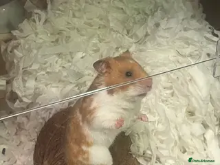 Hamster rodents Gorgeous Syrian hamster - Advert 17