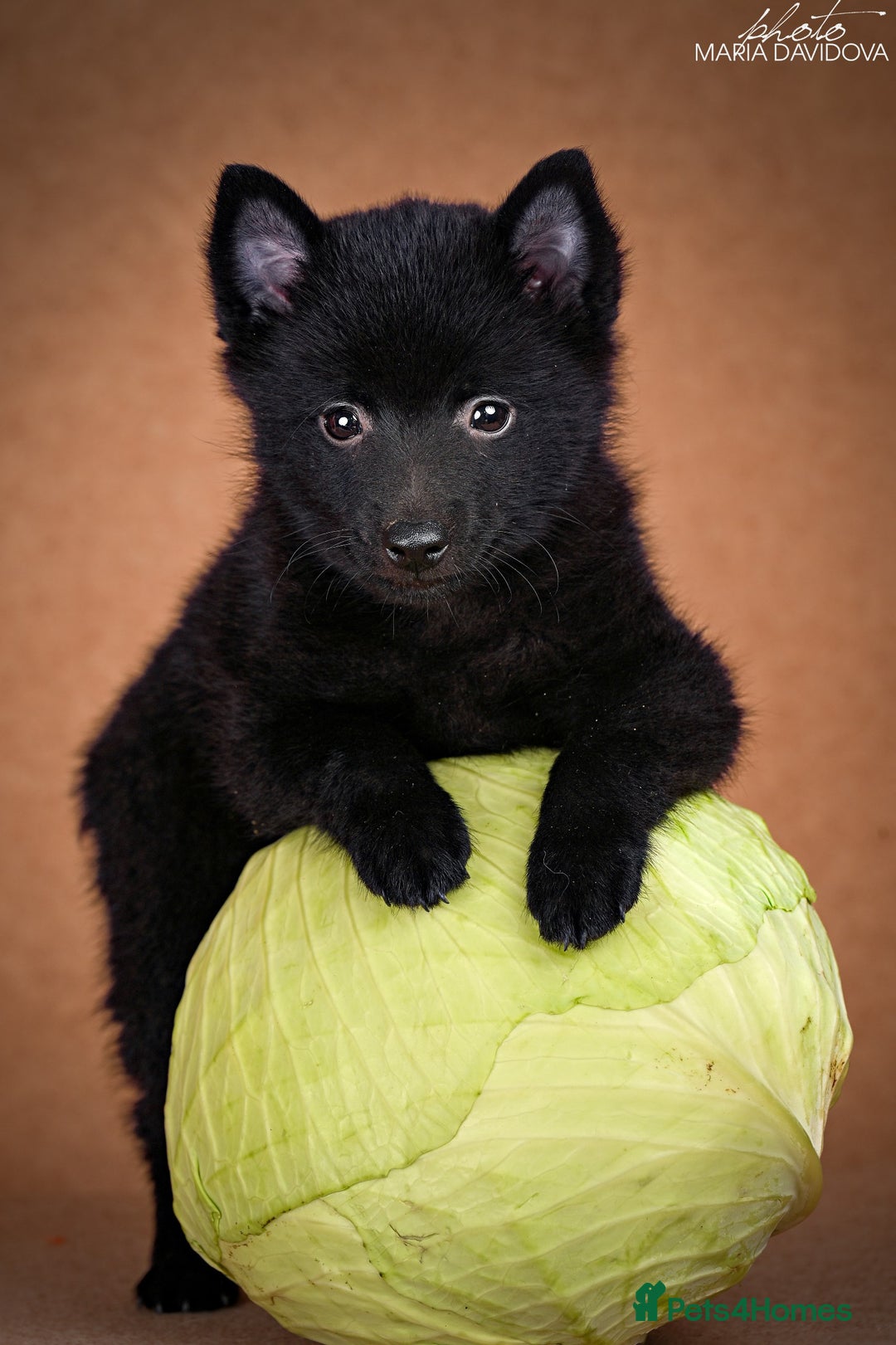 Schipperke dogs for sale: puppy schipperke - Image 9