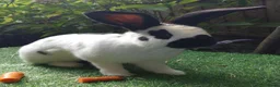 Continental Giant rabbits for sale: Super Stars  Stud Service -Beautiful PROVEN Bucks  - Advert 16