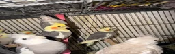 Cockatiels birds for sale: Cockatiels and Budgies birds  in London - Advert 6
