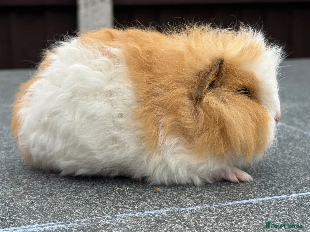 Guinea Pig rodents for sale: Swiss boars and Funky Boars  - Advert 2
