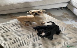 Shih Tzu dogs for sale: Two beautiful shih tzu’s mother and daughter  - Image 2