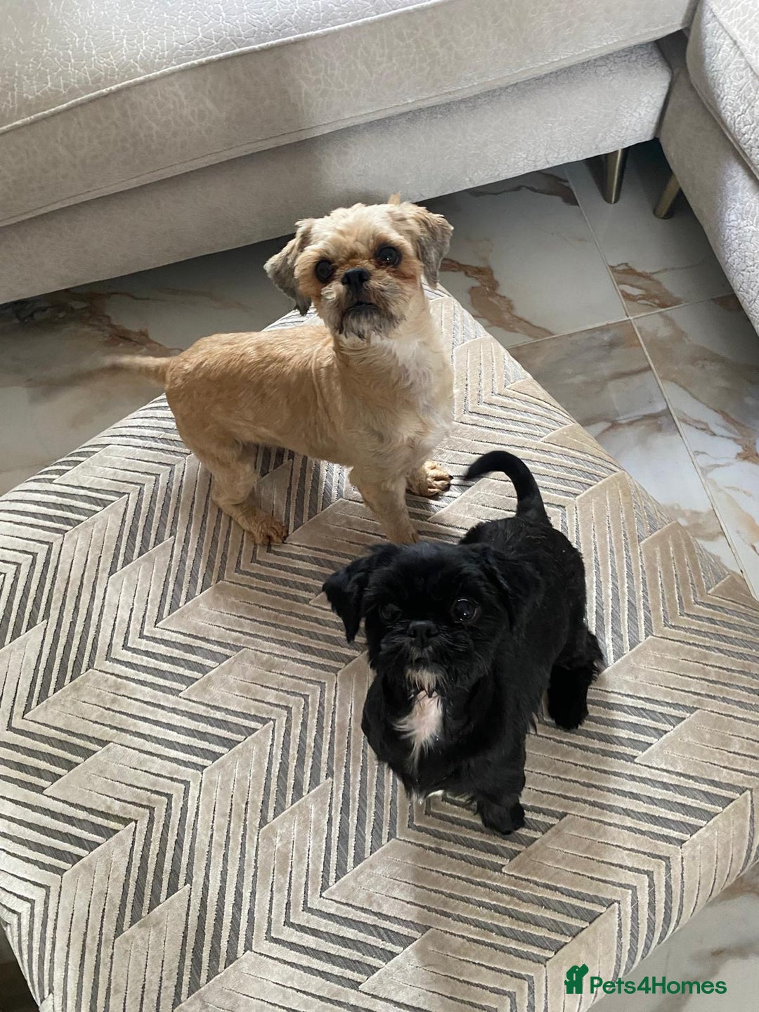 Shih Tzu dogs for sale: Two beautiful shih tzu’s mother and daughter  - Image 2