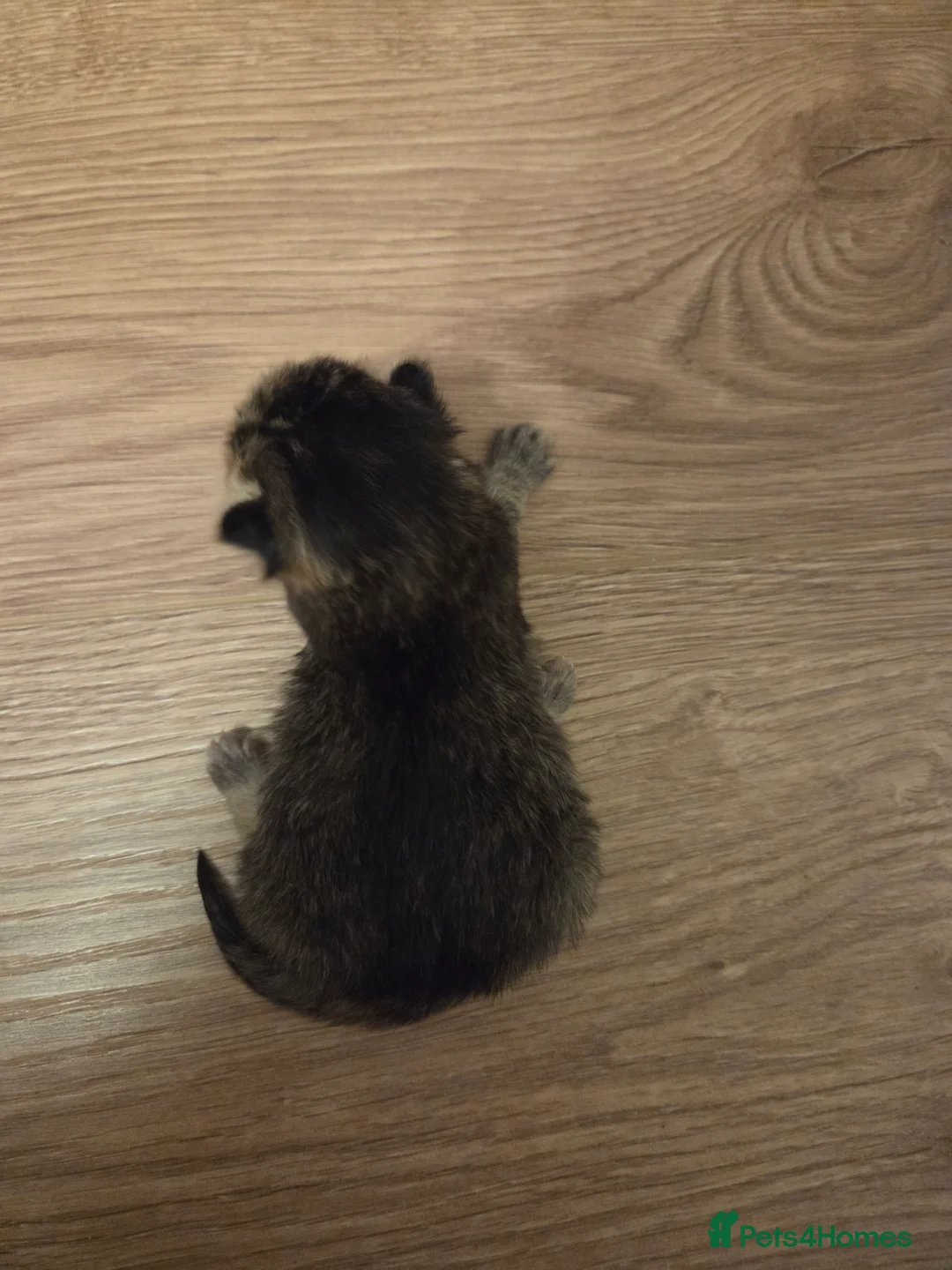 Mixed Breed cats for sale: Mixed breed kittens  - Advert 2