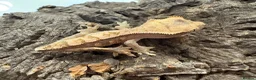Mixed Breed reptiles for sale: various geckos! - Advert 22