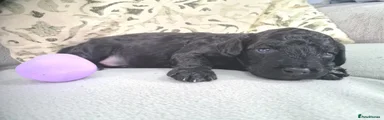 Cockapoo Puppy 3