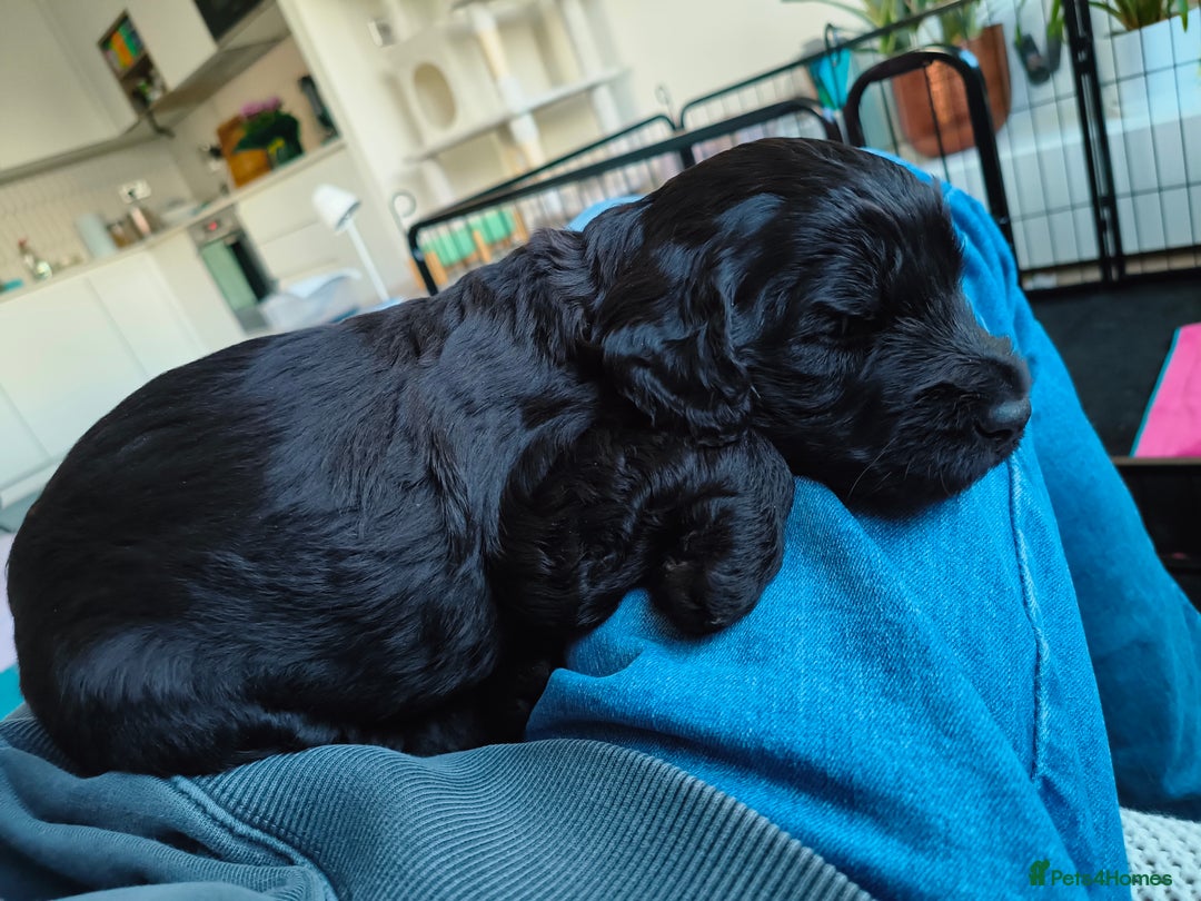 Labradoodle dogs for sale: Australian Labradoodle Puppies - Advert 19