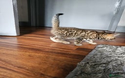 Bengal cats for sale: Stunning Pedigree Bengal Babies - Image 2