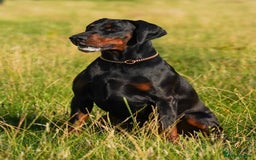 Dobermann dogs for stud: Elite European Doberman Stud – Champion Bloodlines - Image 17