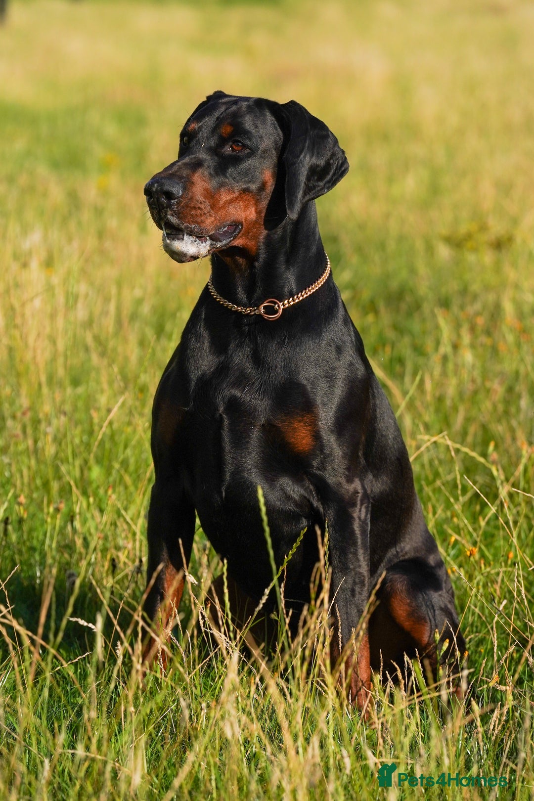 Dobermann dogs for stud: Elite European Doberman Stud – Champion Bloodlines - Image 17
