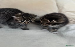 Mixed Breed cats for sale: Scottish fold mixed breed - Image 20