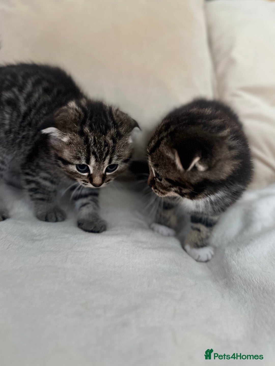 Mixed Breed cats for sale: Scottish fold mixed breed - Image 20