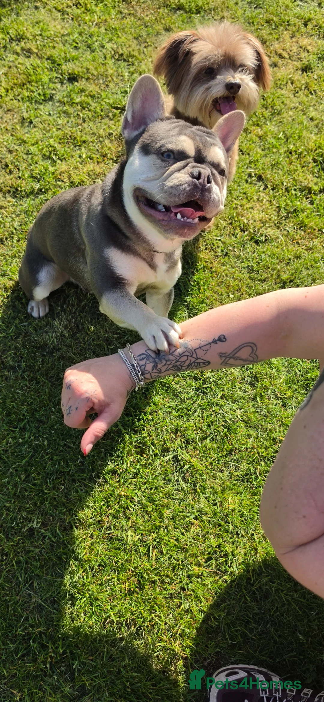 French Bulldog dogs for sale: Male French Bulldog - Advert 1