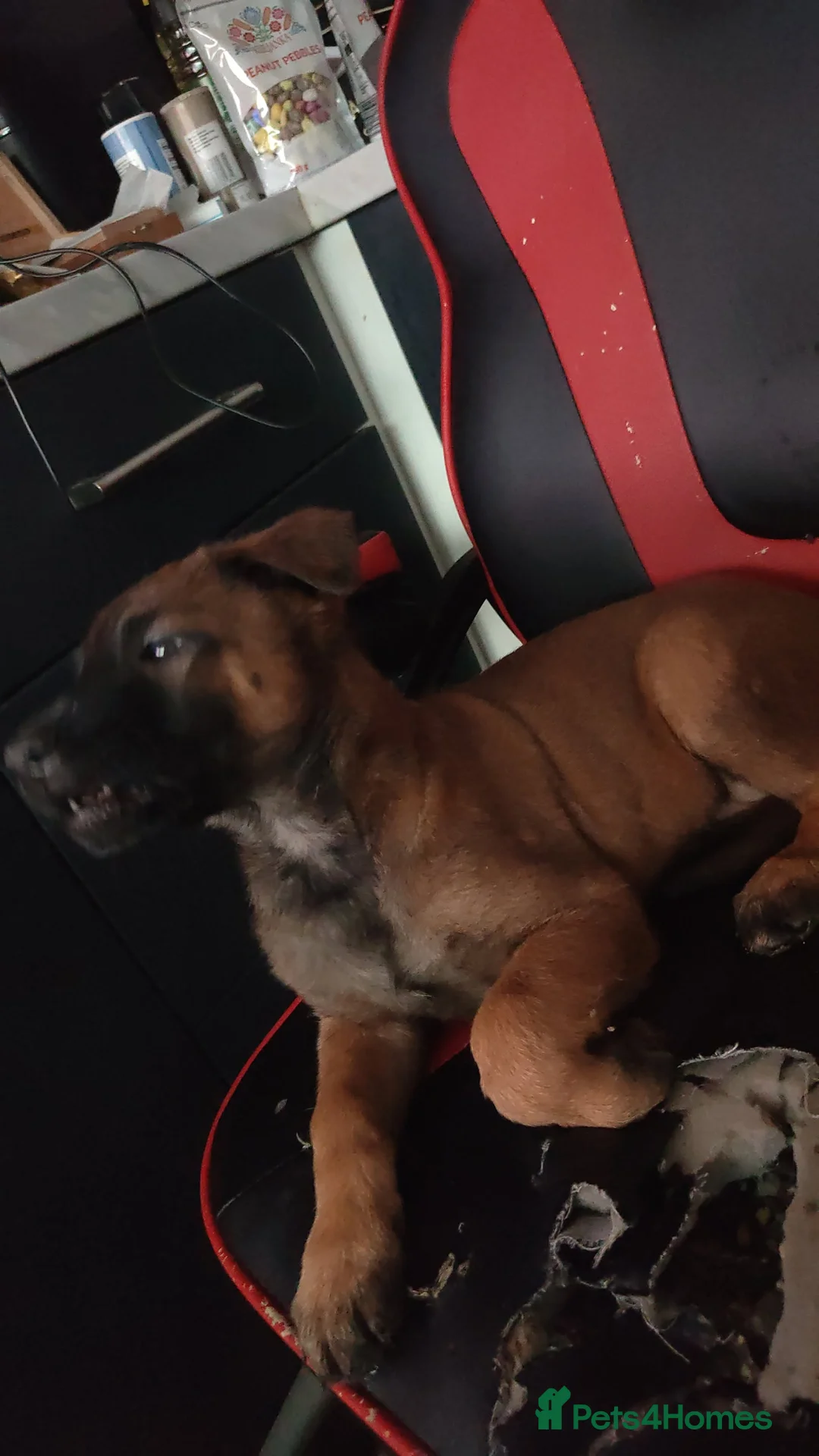 Belgian Shepherd Dog dogs for sale: Belgium shepherd puppies ready to leave now - Advert 2