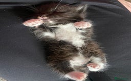 Bengal cats for sale: Mixed Stunning Bengals  - Image 28