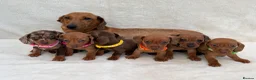 Miniature Dachshund dogs for sale: Dachshund puppies 3 boys 3 girls KC registered - Advert 30