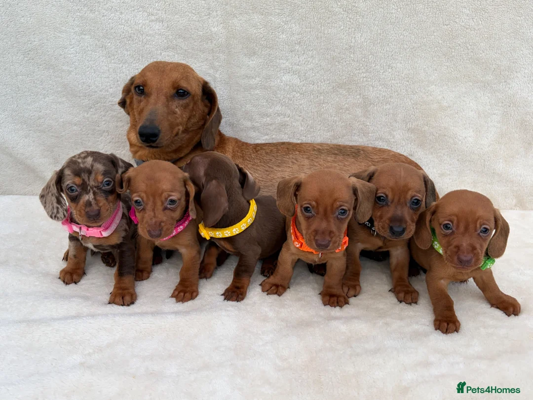 Miniature Dachshund dogs for sale: Dachshund puppies 3 boys 3 girls KC registered - Advert 30