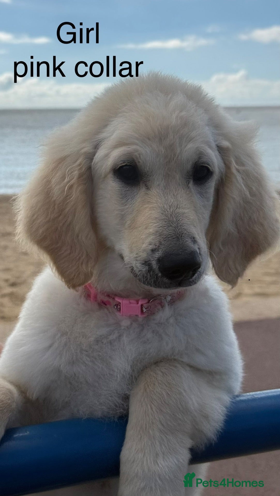 Goldendoodle dogs 🐾 Goldendoodle large puppies ready now 🐾 - Advert 2