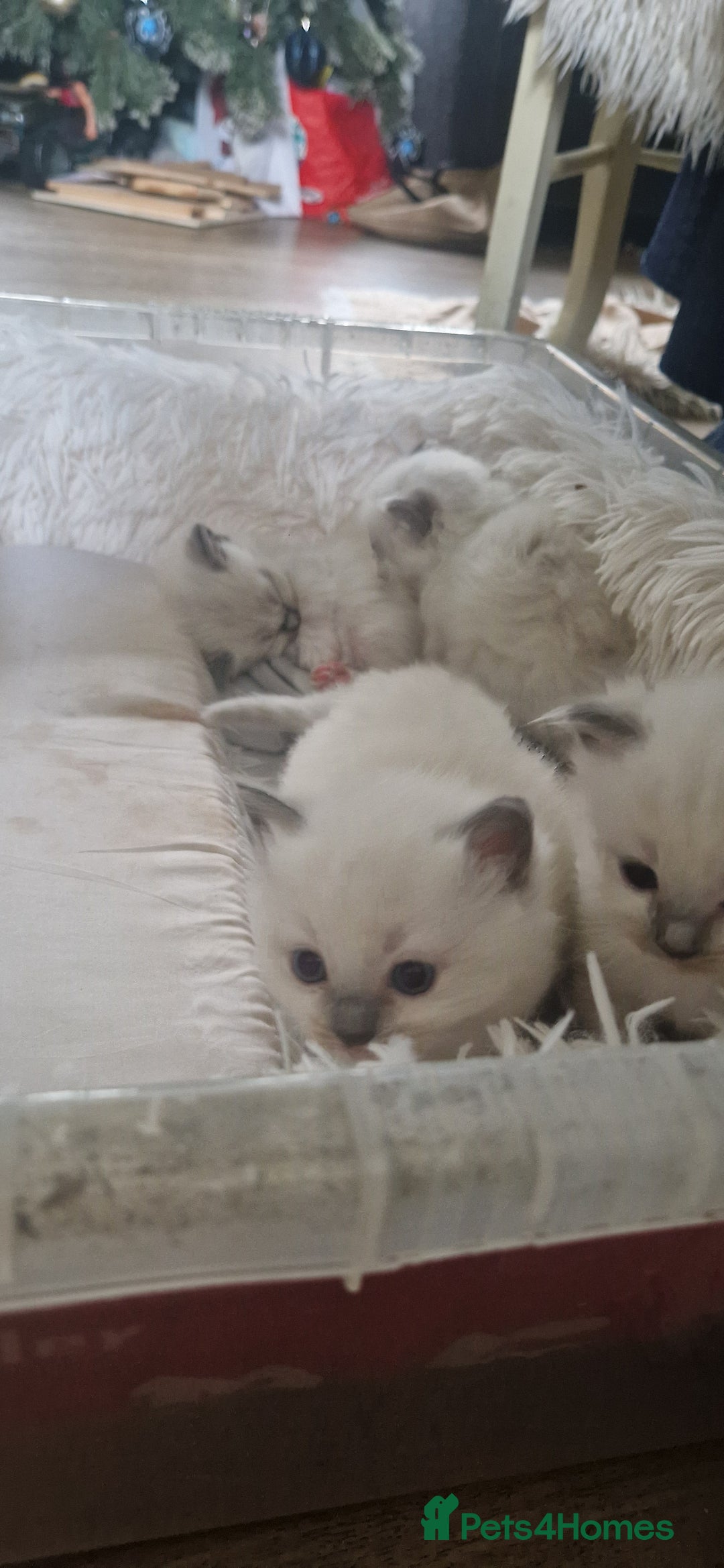 Ragdoll cats for sale: Pure Bred Ragdolls - Advert 8