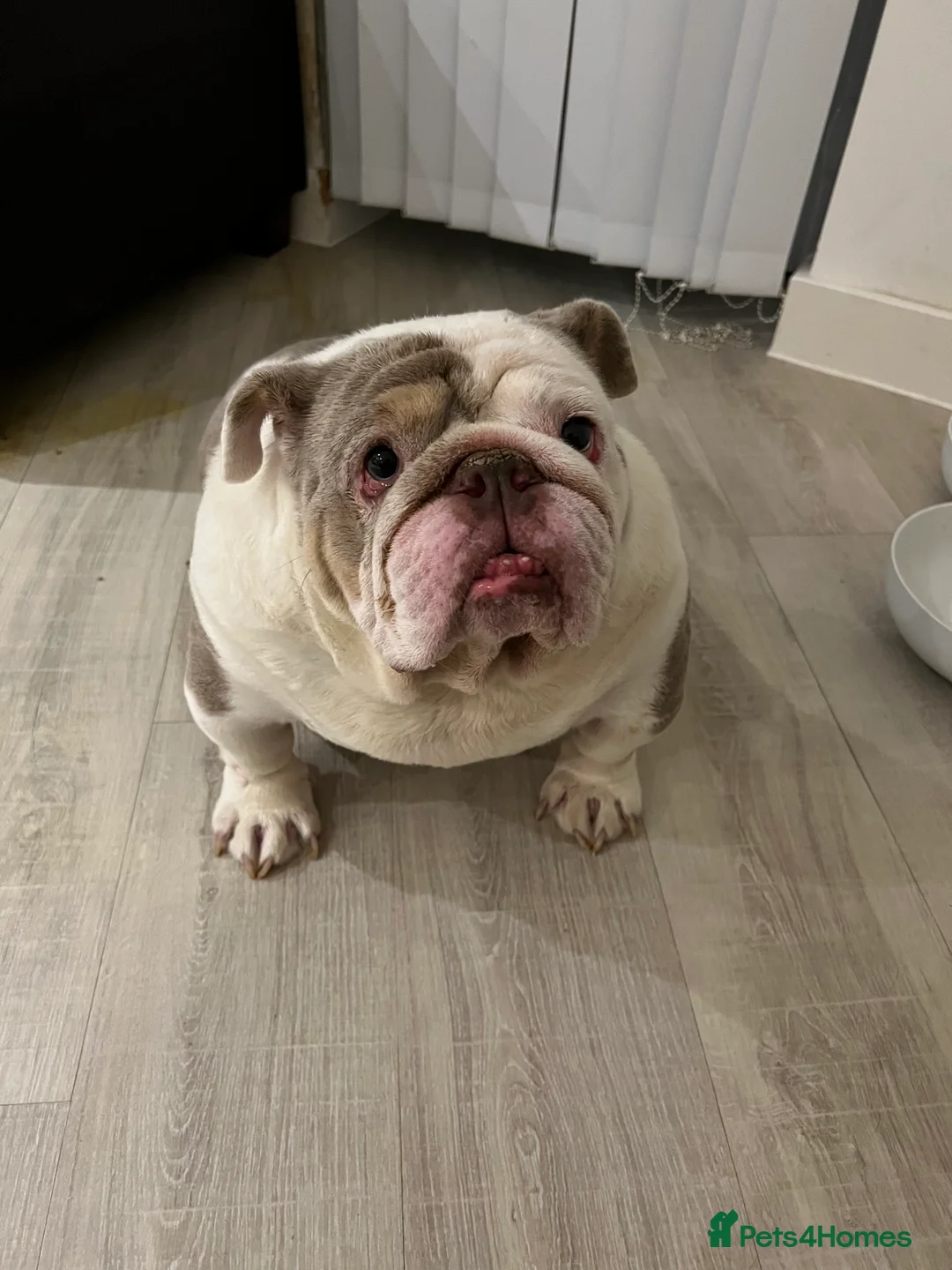 English Bulldog dogs for sale: Bruno - Advert 13
