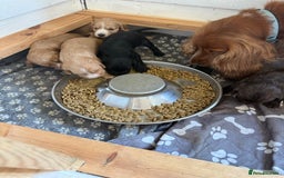 Cocker Spaniel dogs for sale: Cocker spaniel puppies for sale  - Image 21