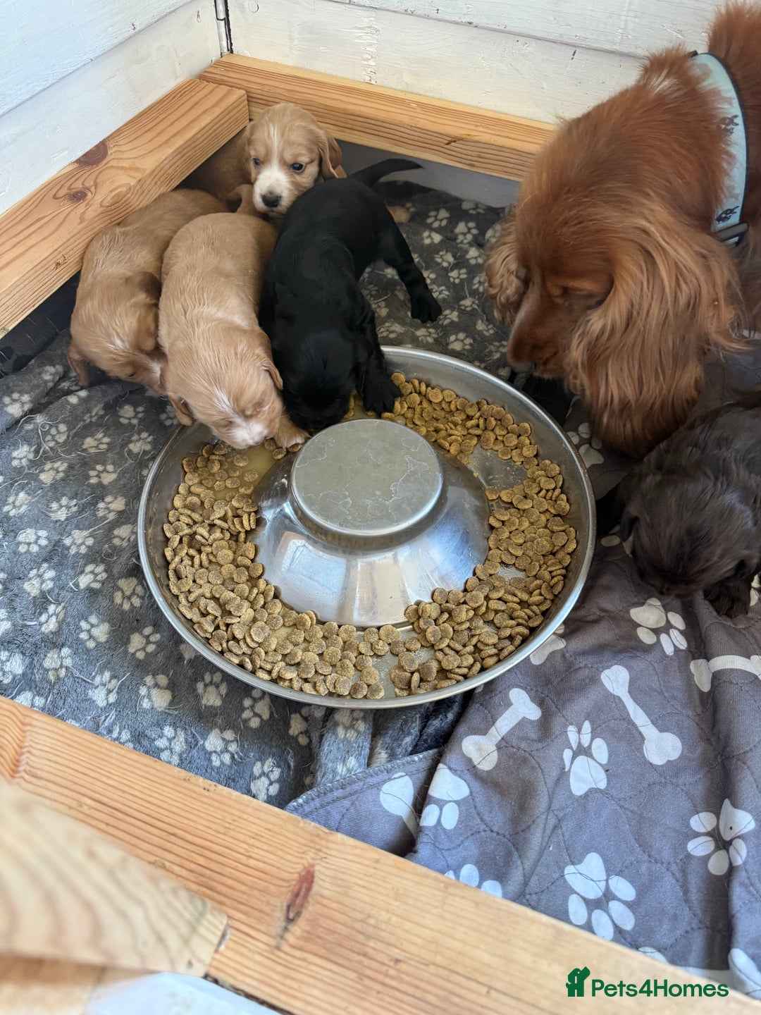 Cocker Spaniel dogs for sale: Cocker spaniel puppies for sale  - Image 21