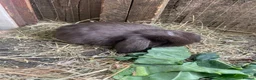 Mini Lop rabbits for sale: Beautiful mini lop babies  - Advert 19