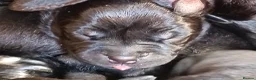 Staffordshire Bull Terrier dogs for sale: New staffy litter in Doncaster - Advert 10
