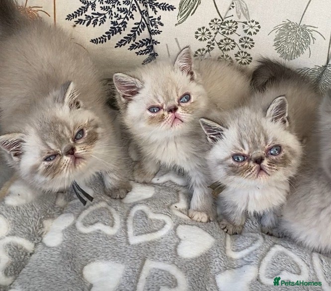 Exotic cats GCCF Registered Colour Point Kittens £950 - Advert 1
