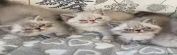Exotic cats for sale: GCCF Registered Colour Point Kittens £950 - Advert 5