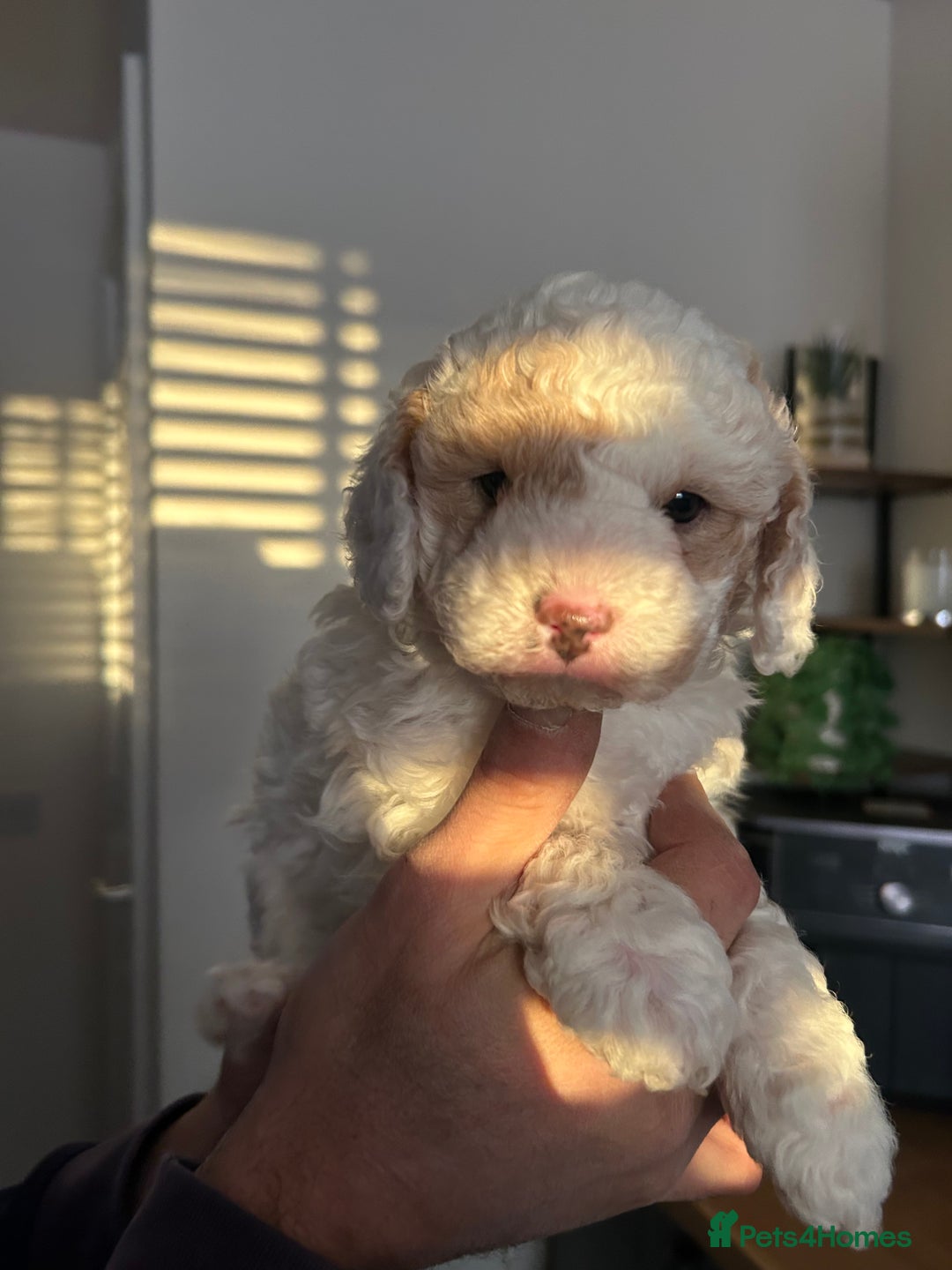 Toy Poodle dogs for sale: Beautiful phanotom toy poodle boys  - Advert 23